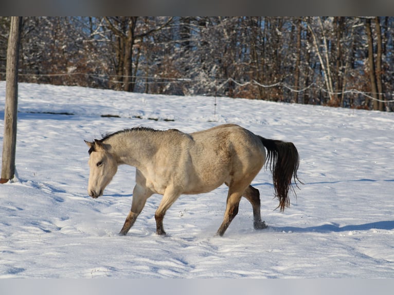 Appaloosa Étalon  155 cm in Globoko