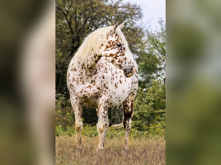 Appaloosa Étalon  155 cm in Globoko