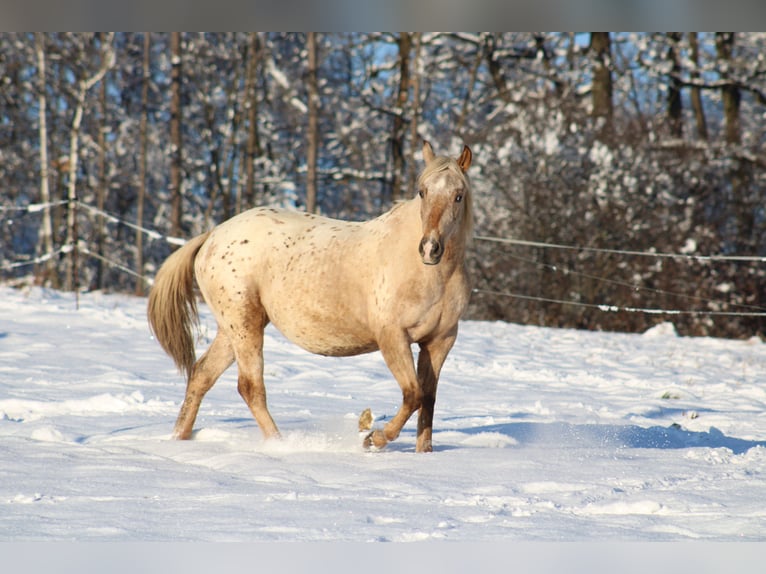 Appaloosa Étalon  155 cm in Globoko