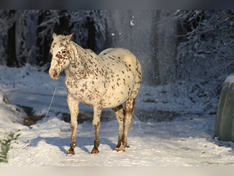 Appaloosa Étalon  155 cm in Globoko