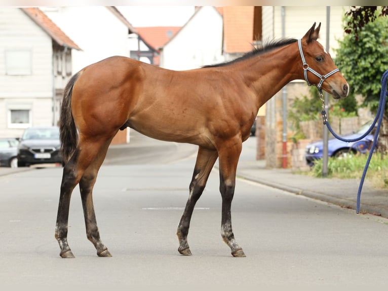 Appaloosa Étalon Poulain (03/2025) 160 cm Bai in Kirtorf
