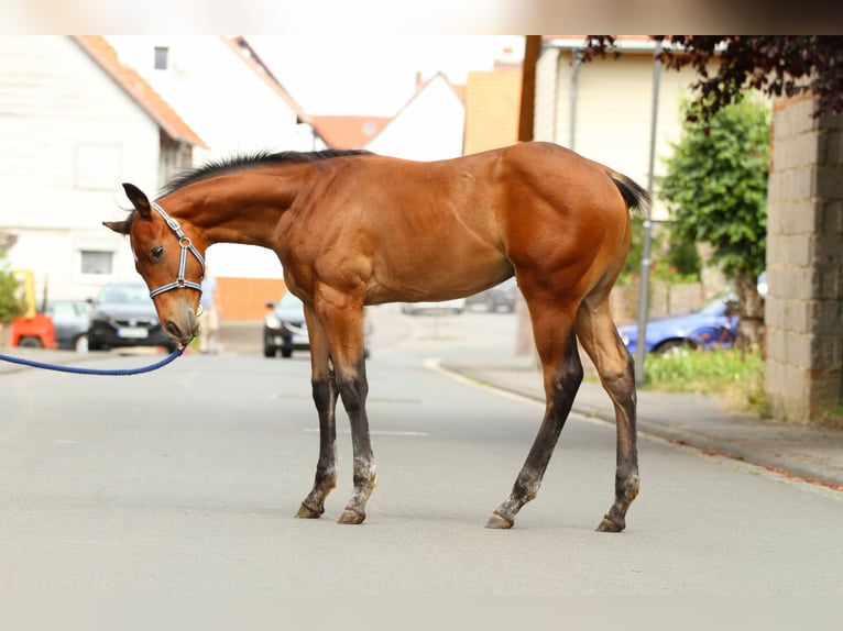 Appaloosa Étalon Poulain (03/2025) 160 cm Bai in Kirtorf