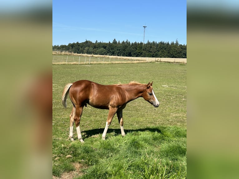 Appaloosa Étalon Poulain (04/2024) Alezan in Bruchhausen-Vilsen