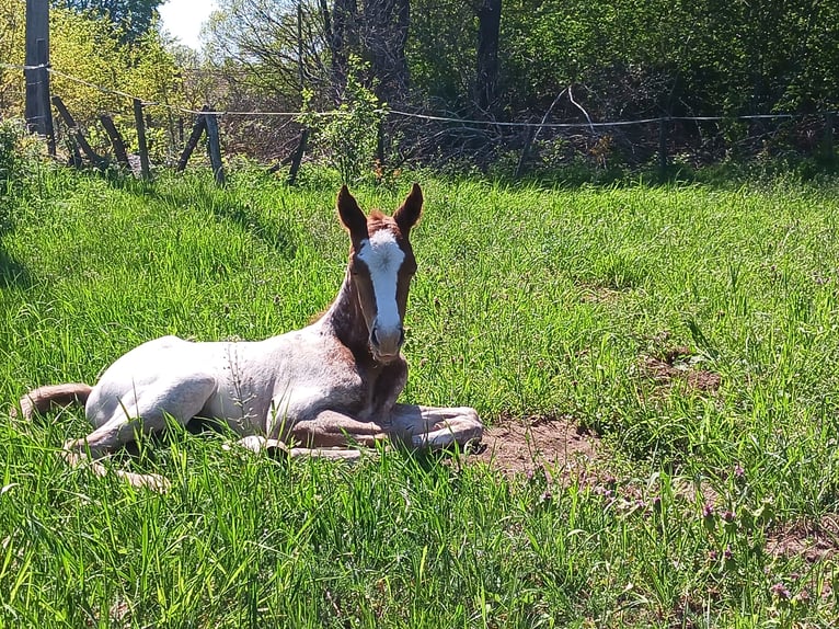 Appaloosa Étalon Poulain (05/2024) Alezan in Sösdala