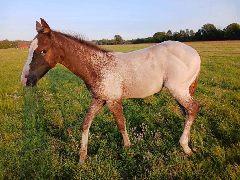 Appaloosa Étalon Poulain (05/2024) Alezan in Sösdala