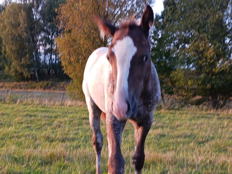 Appaloosa Étalon Poulain (05/2024) Alezan in Sösdala