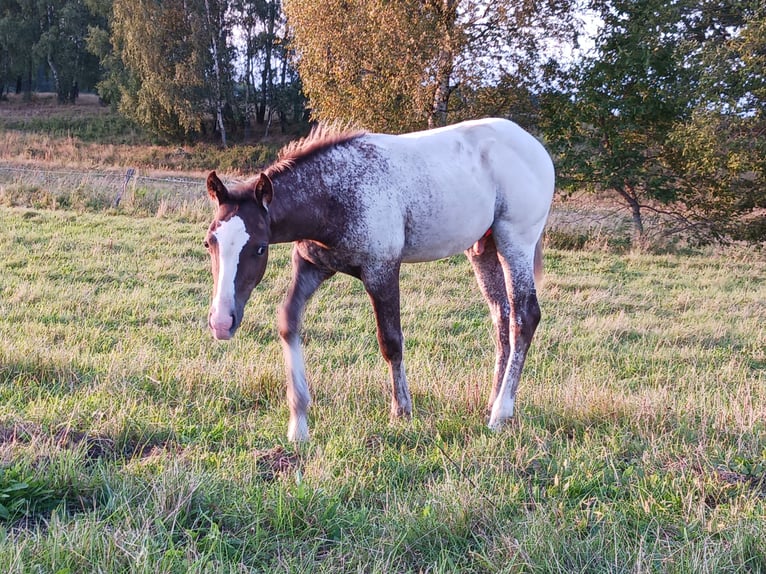 Appaloosa Étalon Poulain (05/2024) Alezan in Sösdala