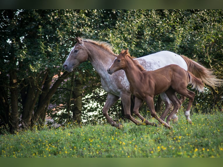 Appaloosa Étalon Poulain (04/2024) Alezan in Neumarkt-Sankt Veit