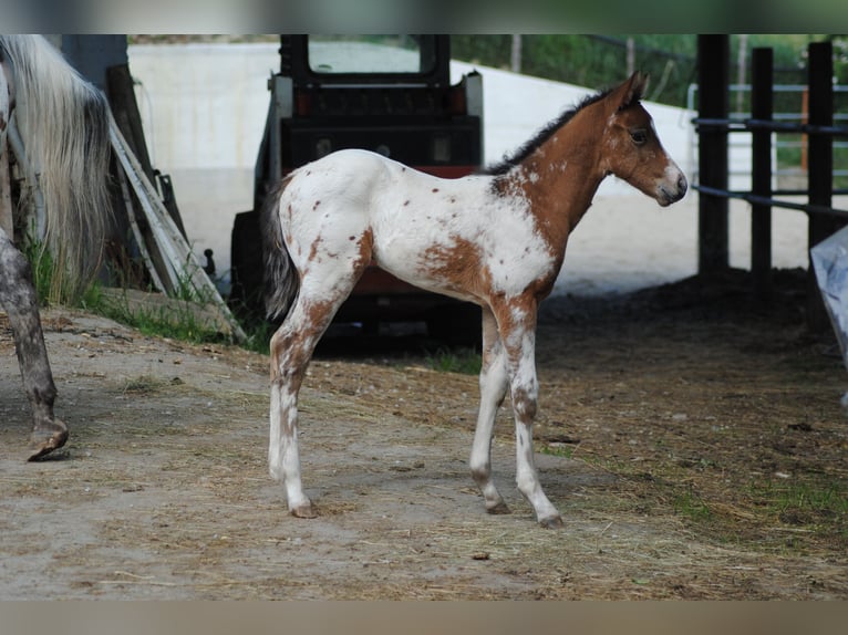 Appaloosa Étalon Poulain (05/2024) Bai brun in Agnone