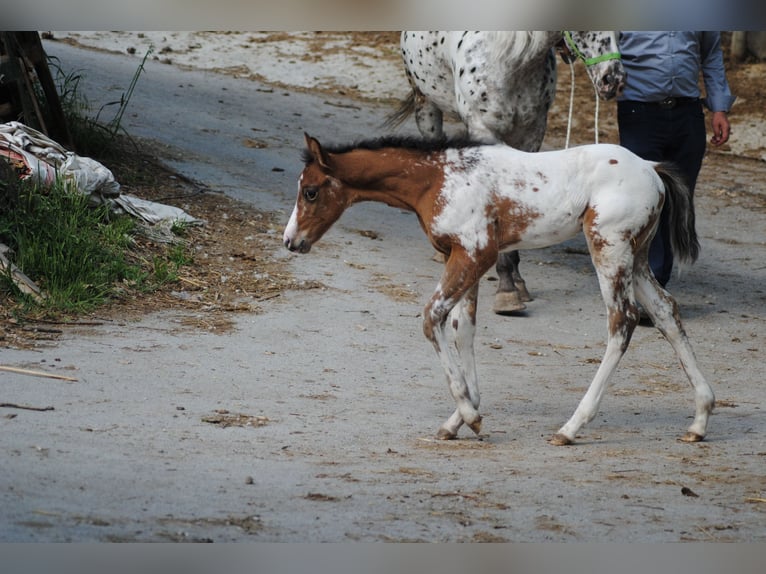 Appaloosa Étalon Poulain (05/2024) Bai brun in Agnone