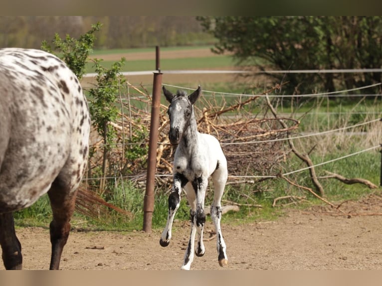 Appaloosa Étalon Poulain (01/2025) in Poysbrunn