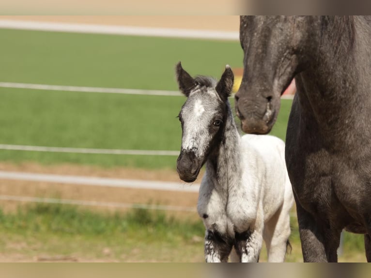 Appaloosa Étalon Poulain (01/2025) in Poysbrunn