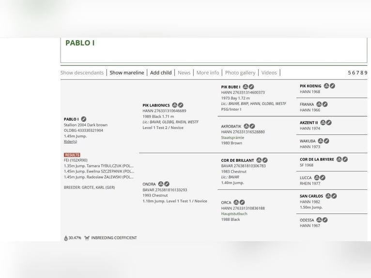 Appaloosa Croisé Étalon Poulain (01/2026)  in Sierczynek