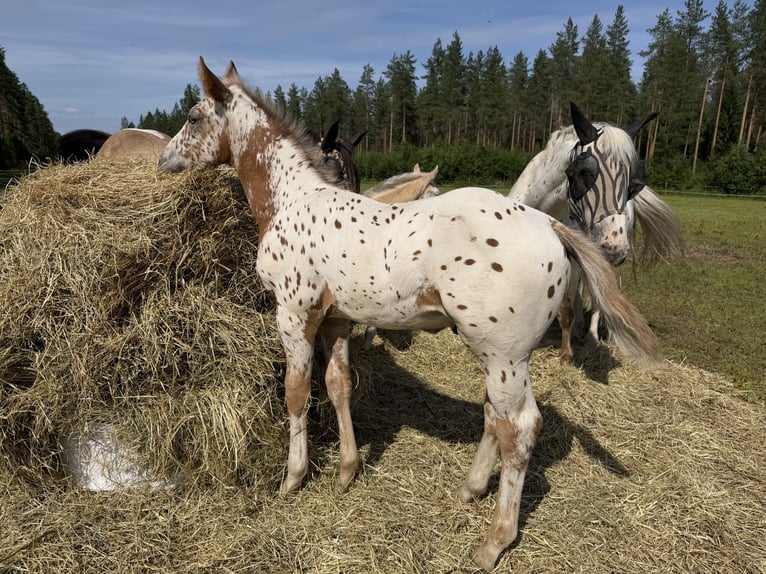 Appaloosa Croisé Étalon Poulain (05/2026) Léopard in Hakojärvi