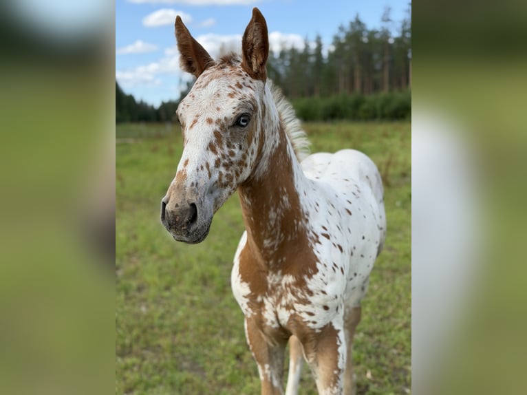 Appaloosa Croisé Étalon Poulain (05/2026) Léopard in Hakojärvi