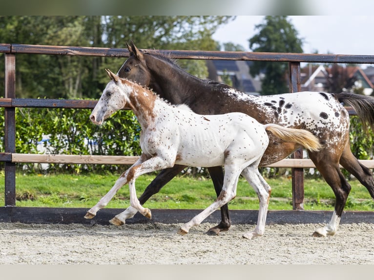 Appaloosa Étalon Poulain (05/2025) Léopard in Waddinxveen