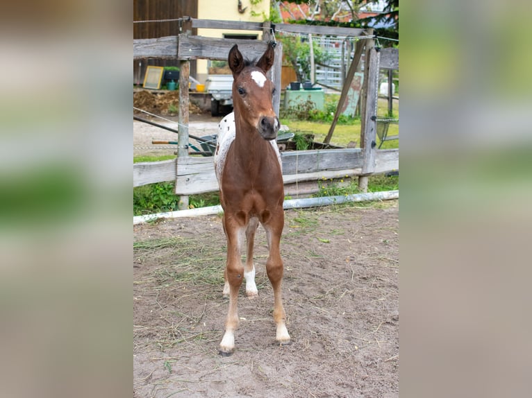 Appaloosa Étalon Poulain (04/2024) Roan-Bay in Dörzbach