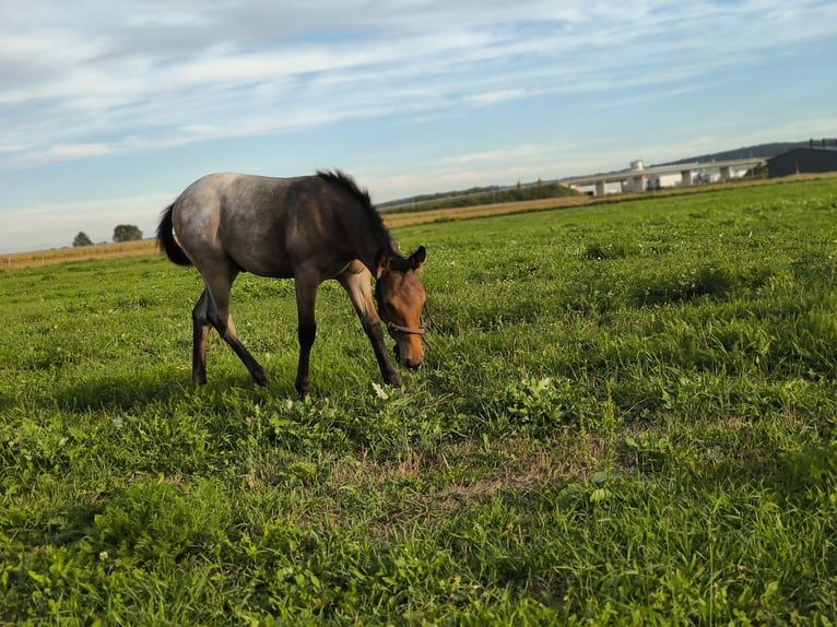 Appaloosa Étalon Poulain (05/2026) Rouan Bleu in Fehring Steiermark