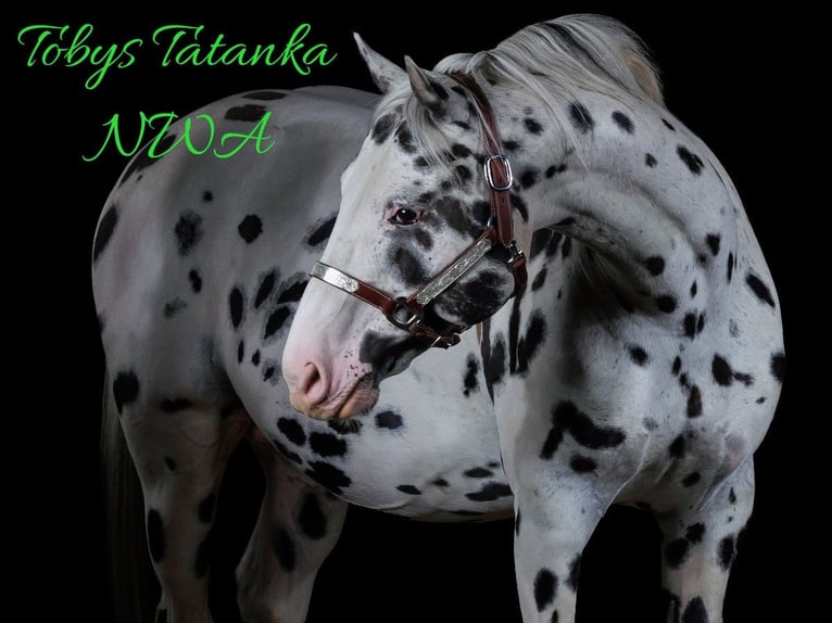 Appaloosa Étalon in Brno