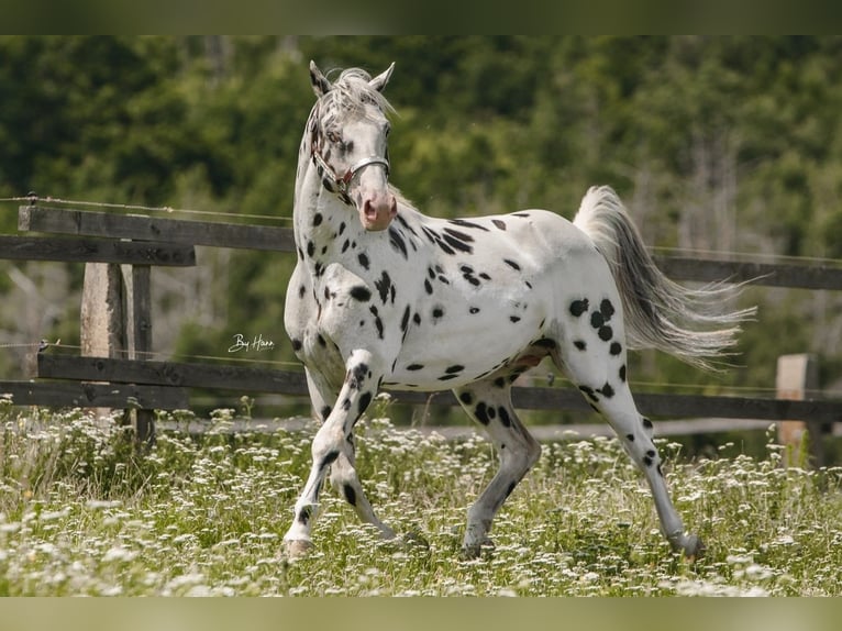 Appaloosa Étalon in Brno