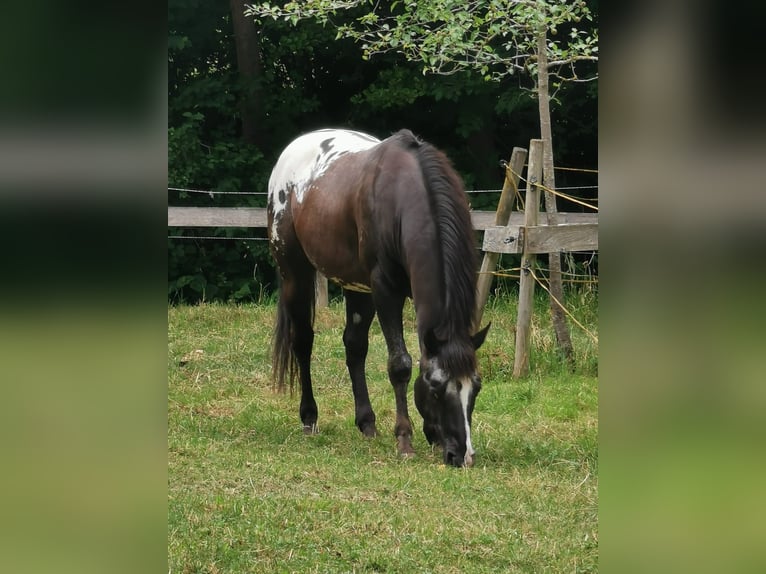 Appaloosa Étalon in Buttwil