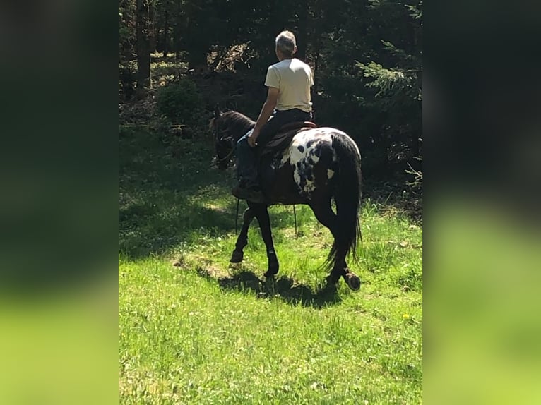 Appaloosa Étalon in Buttwil