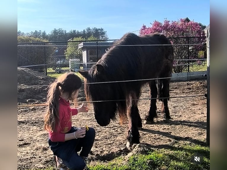 Appaloosa Gelding 10 years 10,1 hh Leopard-Piebald in Averbode