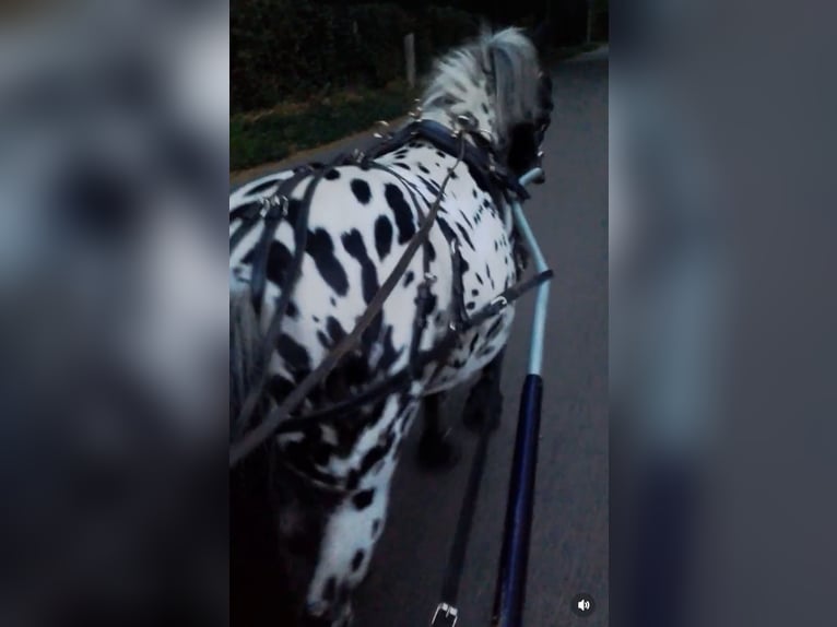 Appaloosa Gelding 10 years 10,1 hh Leopard-Piebald in Averbode