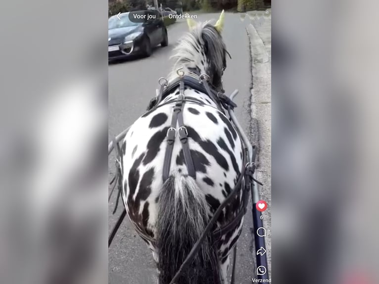 Appaloosa Gelding 10 years 10,1 hh Leopard-Piebald in Averbode