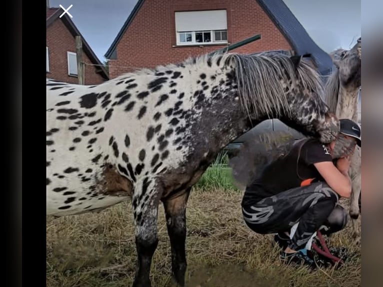 Appaloosa Gelding 10 years 10,1 hh Leopard-Piebald in Averbode