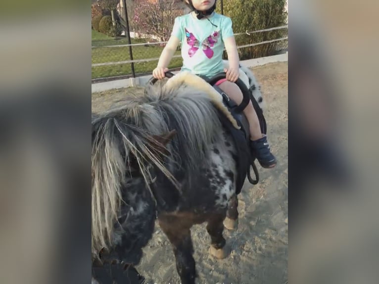 Appaloosa Gelding 10 years 10,1 hh Leopard-Piebald in Averbode