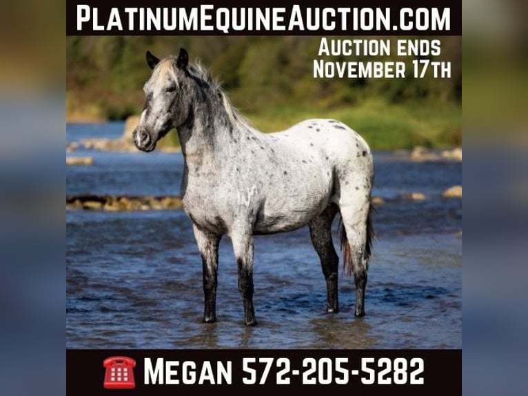 Appaloosa Gelding 10 years 13.3 hh Grey in Guthrie OK
