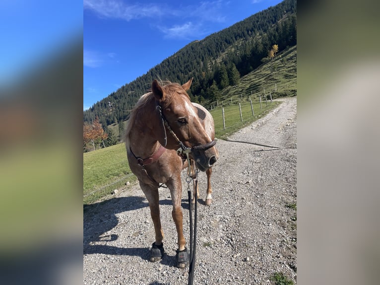 Appaloosa Gelding 10 years 14.2 hh Can be white in Riedering