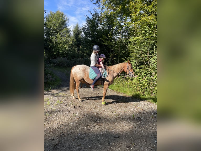Appaloosa Gelding 10 years 14.2 hh Can be white in Riedering