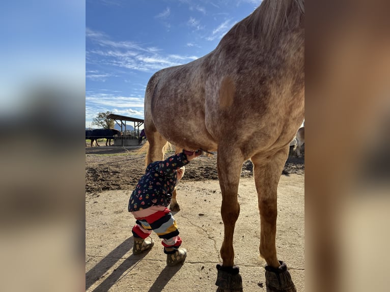 Appaloosa Gelding 10 years 14.2 hh Can be white in Riedering