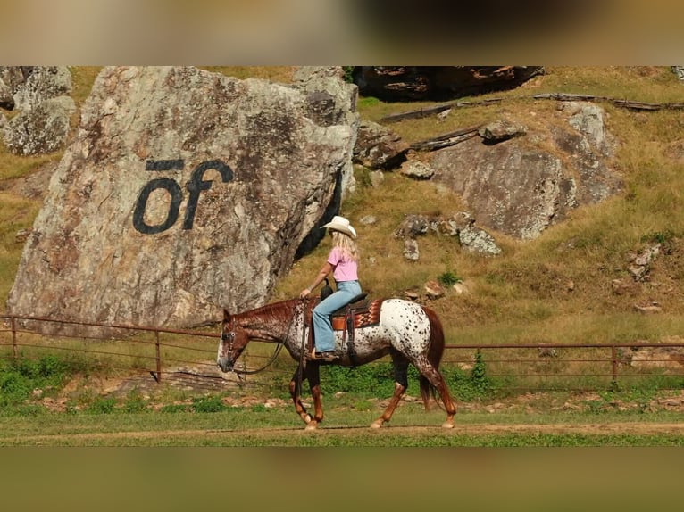 Appaloosa Gelding 10 years 14,2 hh Chestnut in Quitman