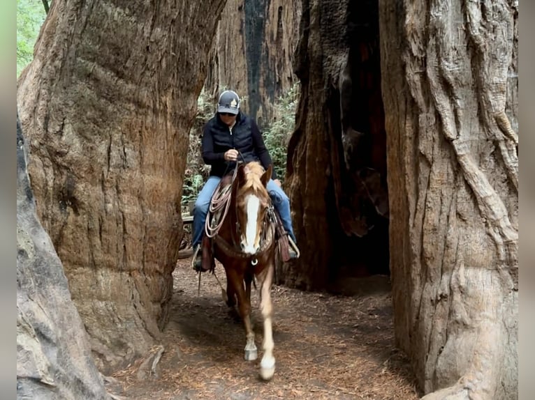 Appaloosa Gelding 10 years 14,2 hh Chestnut in Paicines CA