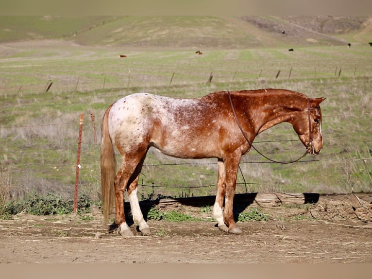 Appaloosa Gelding 10 years 14.2 hh Sorrel in King City