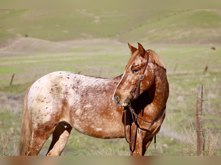 Appaloosa Gelding 10 years 14.2 hh Sorrel in King City