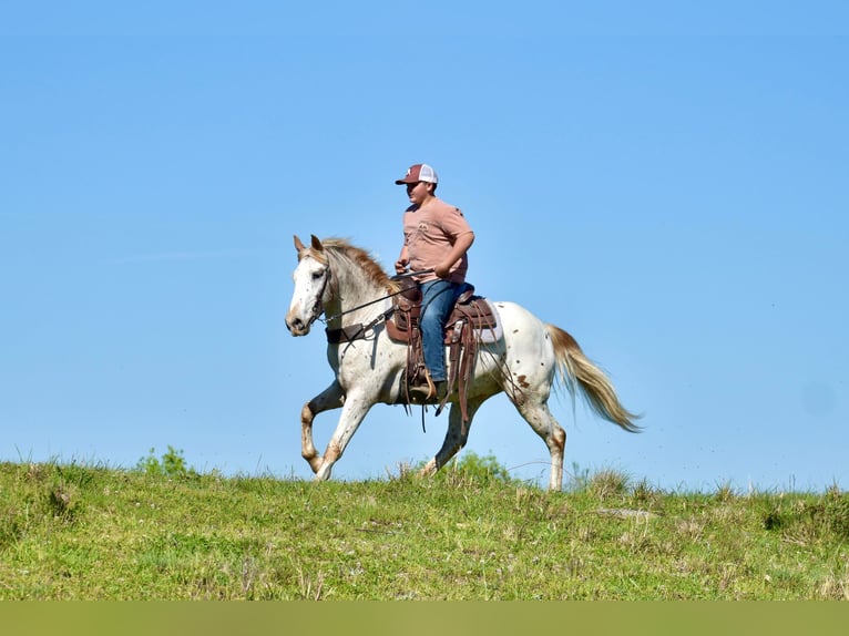 Appaloosa Gelding 10 years 14,2 hh in Crab Orchard