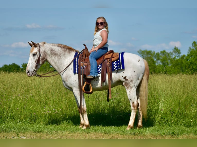Appaloosa Gelding 10 years 14,2 hh in Crab Orchard
