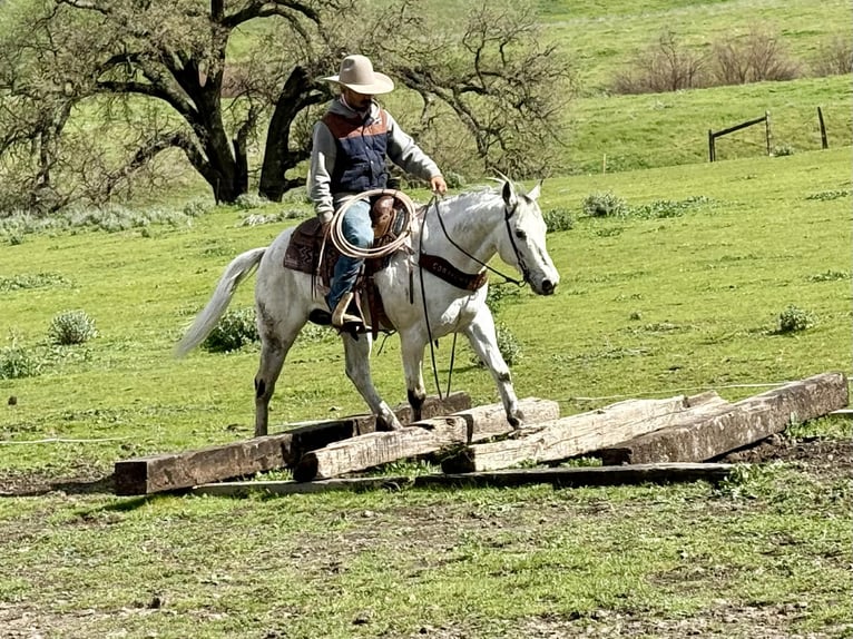 Appaloosa Gelding 10 years 14.3 hh Grey in Tres Pinos