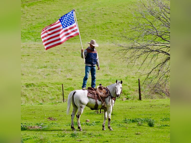 Appaloosa Gelding 10 years 14.3 hh Grey in Tres Pinos
