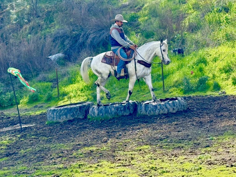 Appaloosa Gelding 10 years 14.3 hh Grey in Tres Pinos