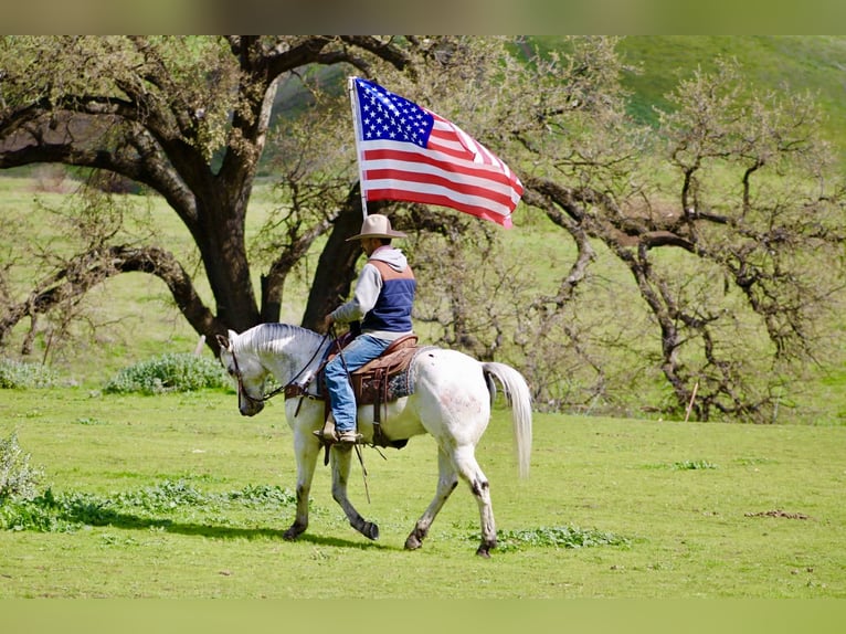 Appaloosa Gelding 10 years 14.3 hh Grey in Tres Pinos