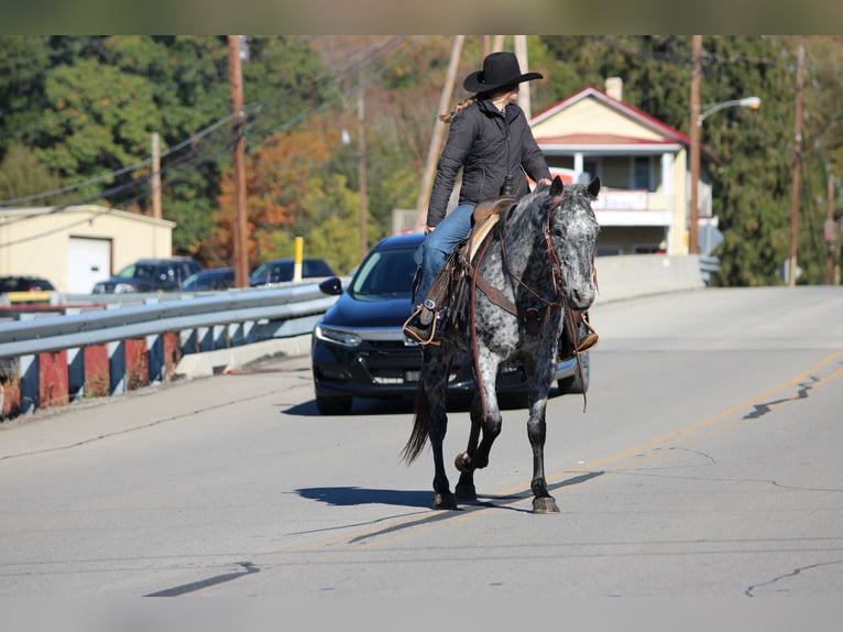 Appaloosa Gelding 10 years 14,3 hh Leopard-Piebald in Clarion