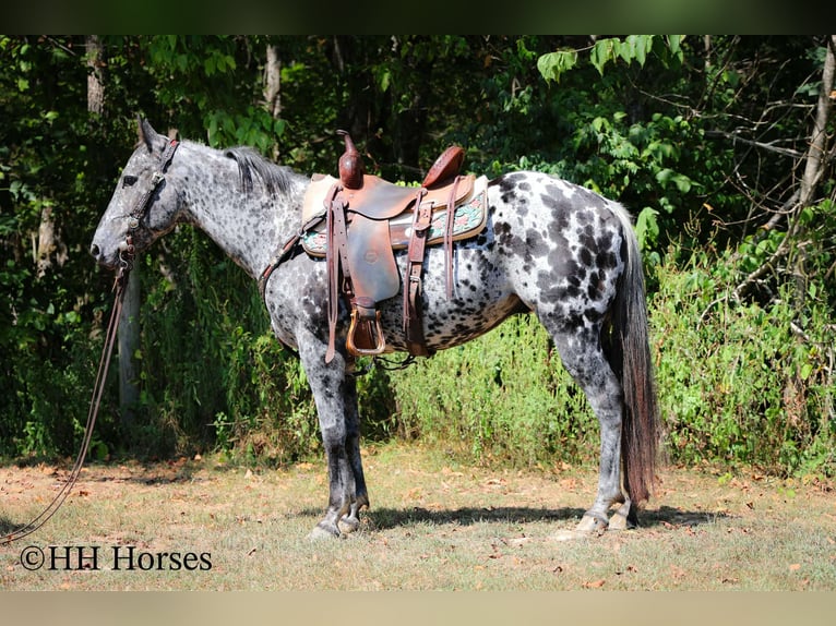 Appaloosa Gelding 10 years 14,3 hh Leopard-Piebald in Flemingsburg