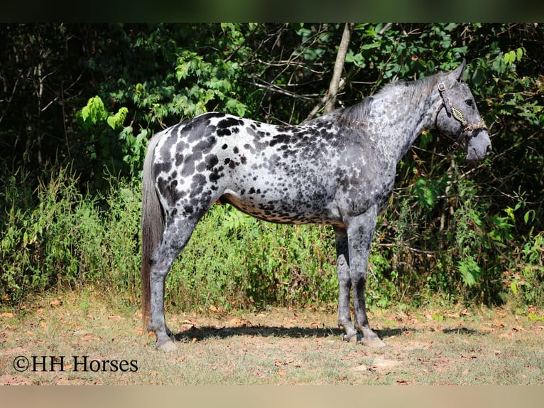 Appaloosa Gelding 10 years 14,3 hh Leopard-Piebald in Flemingsburg