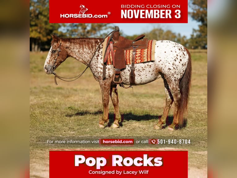 Appaloosa Gelding 10 years 14,2 hh Chestnut in Quitman Appaloosa Gelding 10 years 14,2 hh Chestnut in Quitman