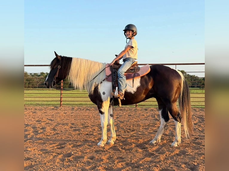 Appaloosa Gelding 10 years 14,3 hh in Bonn
